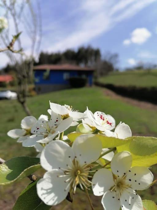 La casa azul: Un lugar mágico y acogedor en finca Juncedo Esterno foto