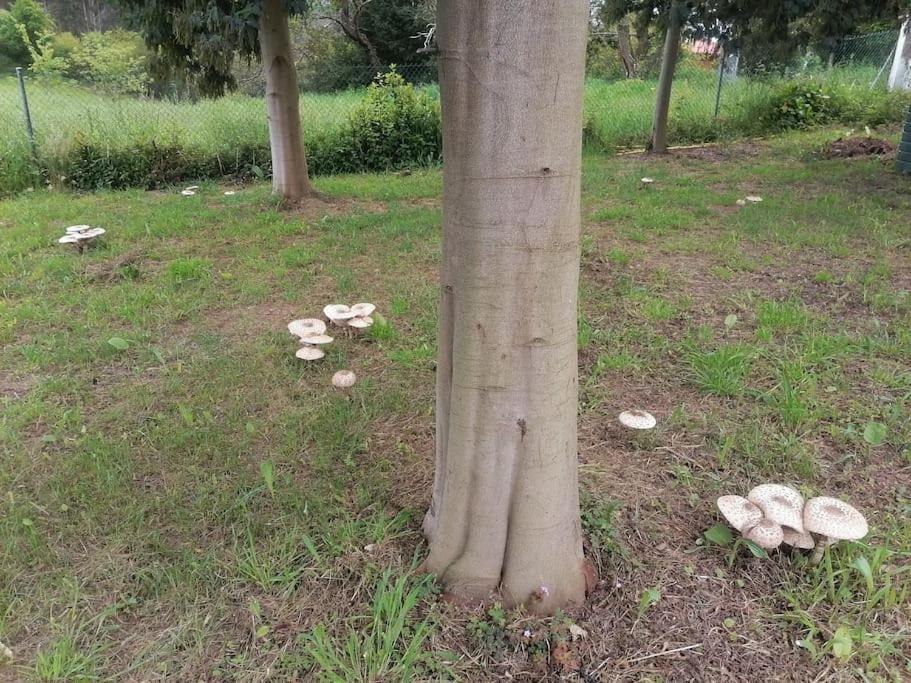 La casa azul: Un lugar mágico y acogedor en finca Juncedo Esterno foto
